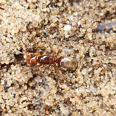 Lasius claviger photo 20
