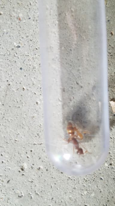 Lasius claviger photo 23