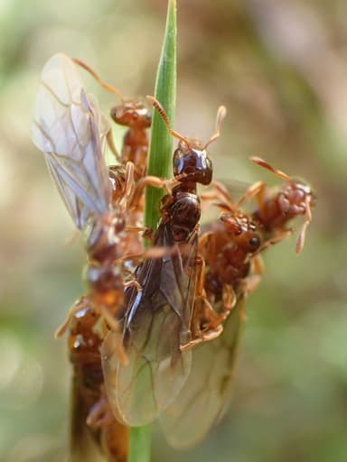 Lasius claviger photo 24