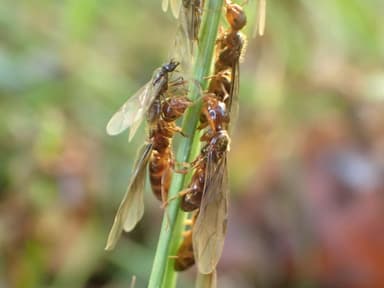 Lasius claviger photo 25