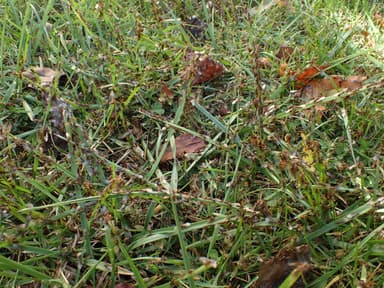 Lasius claviger photo 26