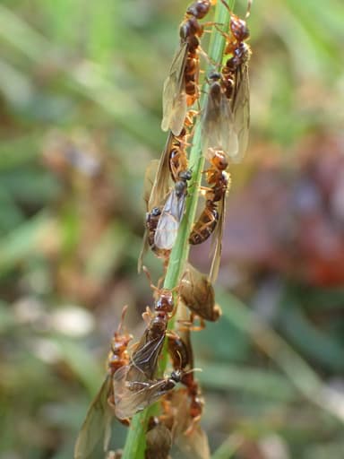 Lasius claviger photo 28