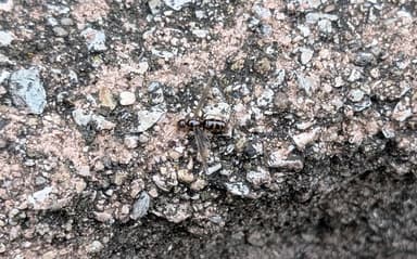 Lasius claviger photo 46