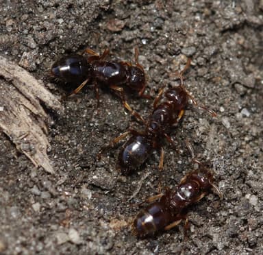 Lasius claviger — queen photo 48