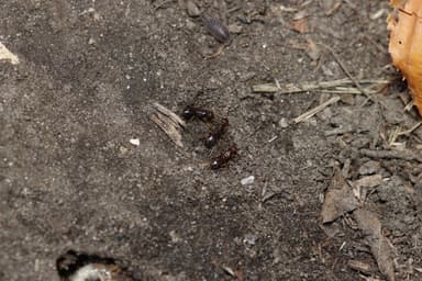 Lasius claviger — queen photo 49