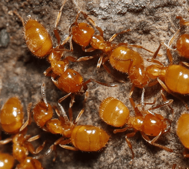 Lasius claviger photo 50