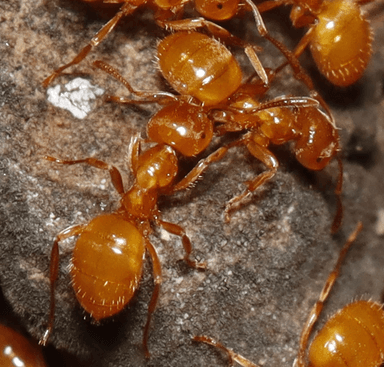 Lasius claviger photo 52