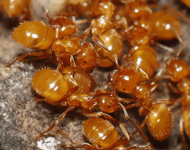 Lasius claviger photo 53