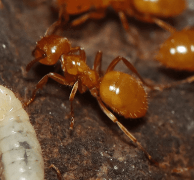 Lasius claviger photo 55