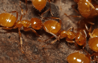 Lasius claviger photo 57