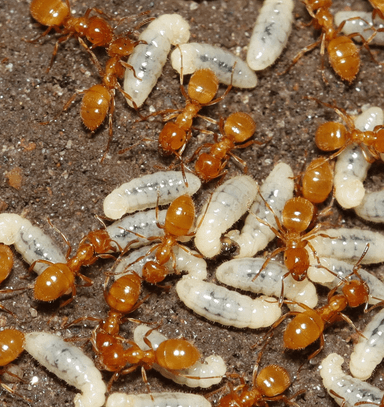 Lasius claviger photo 59