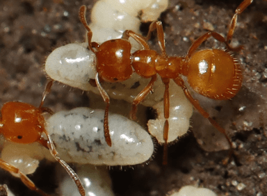 Lasius claviger photo 60