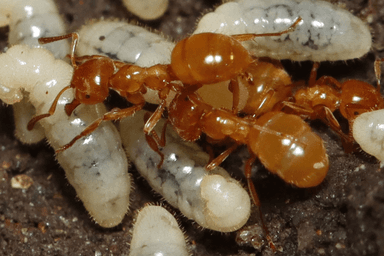 Lasius claviger photo 61
