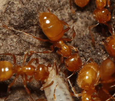Lasius claviger photo 62