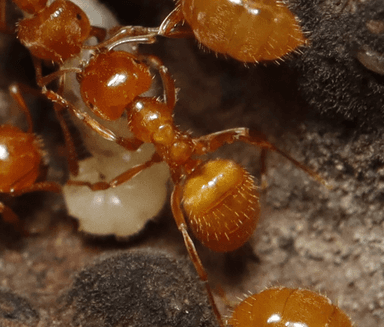 Lasius claviger photo 63
