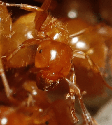 Lasius claviger photo 64