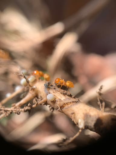 Lasius claviger photo 65