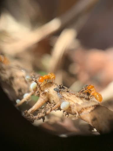 Lasius claviger photo 67