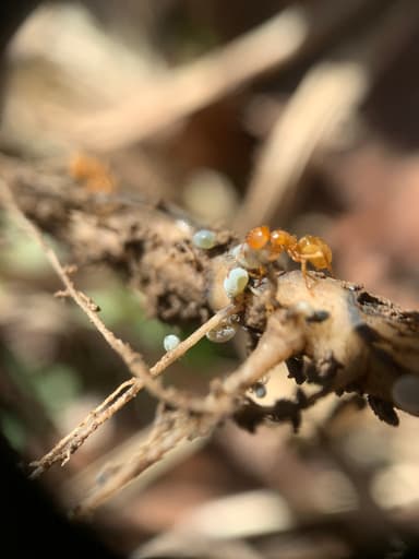 Lasius claviger photo 68
