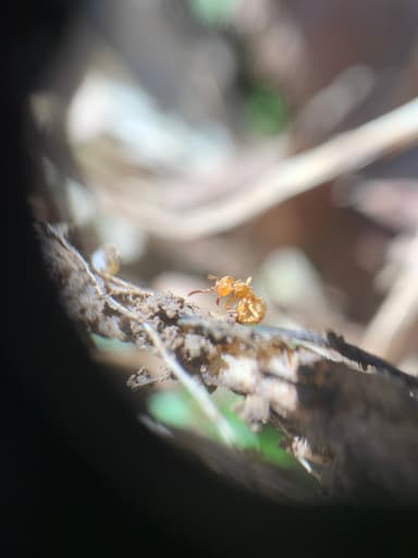 Lasius claviger photo 69
