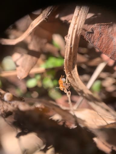Lasius claviger photo 71