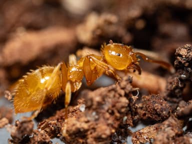 Lasius claviger photo 75