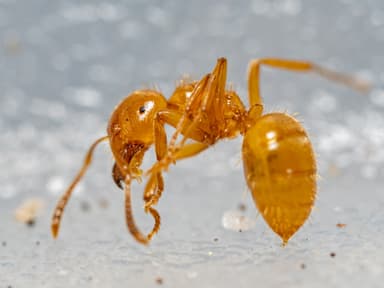 Lasius claviger photo 77