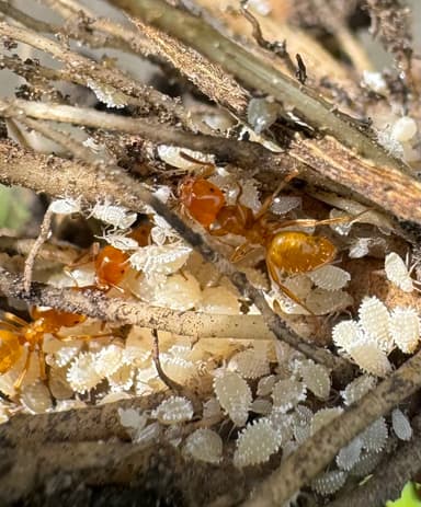 Lasius claviger photo 80