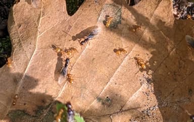 Lasius claviger photo 81