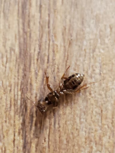 Lasius claviger photo 84