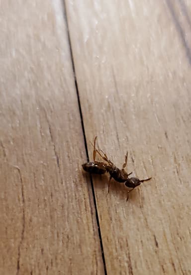 Lasius claviger photo 85
