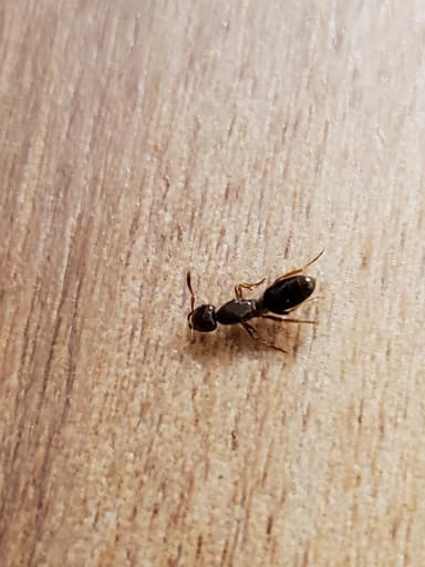 Lasius claviger photo 87