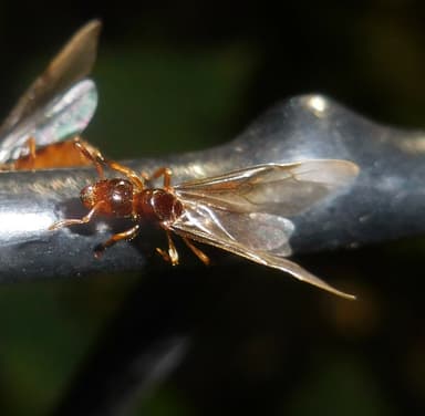 Lasius claviger photo 90