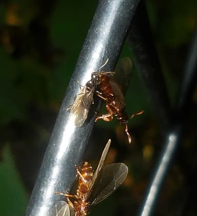 Lasius claviger photo 91