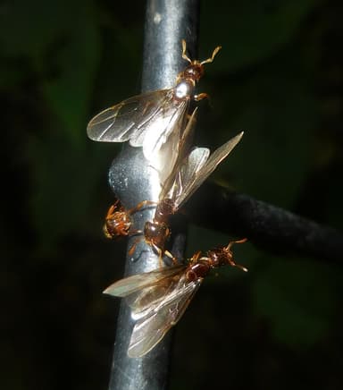 Lasius claviger photo 92
