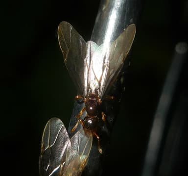 Lasius claviger photo 93