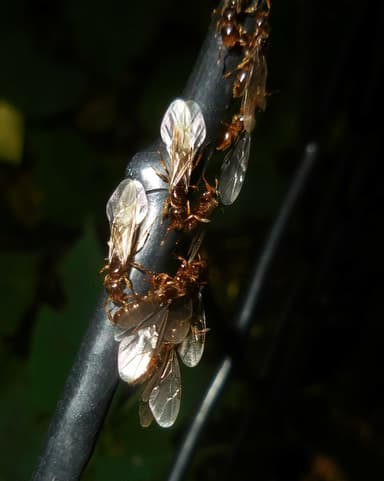 Lasius claviger photo 95