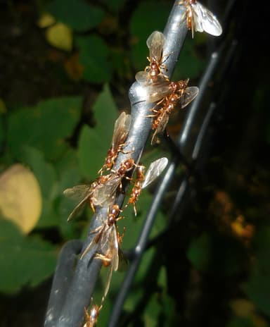 Lasius claviger photo 96