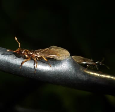 Lasius claviger photo 100
