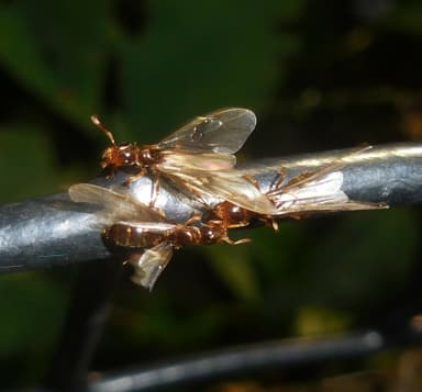 Lasius claviger photo 101