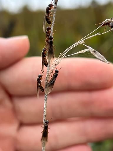 Lasius claviger photo 106