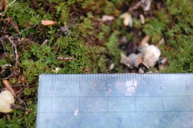 Lasius claviger photo 111