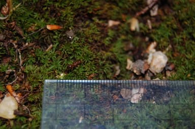 Lasius claviger photo 112