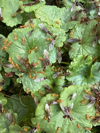 Lasius claviger photo 113