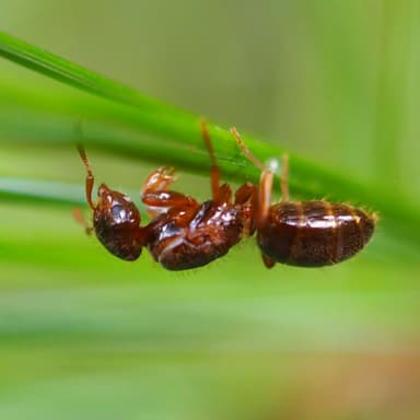 Lasius claviger photo 114