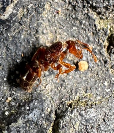 Lasius claviger photo 118