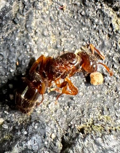 Lasius claviger photo 119