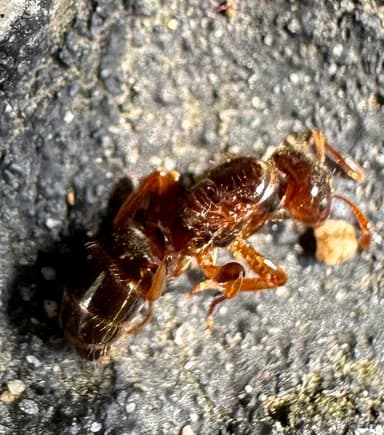 Lasius claviger photo 120