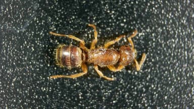 Lasius claviger — queen photo 122