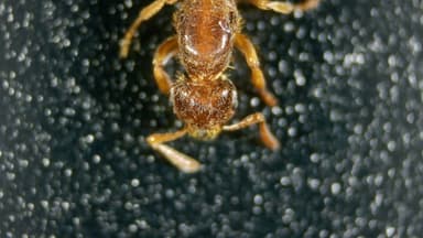 Lasius claviger — queen photo 123